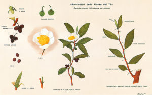 camelliasinensis
