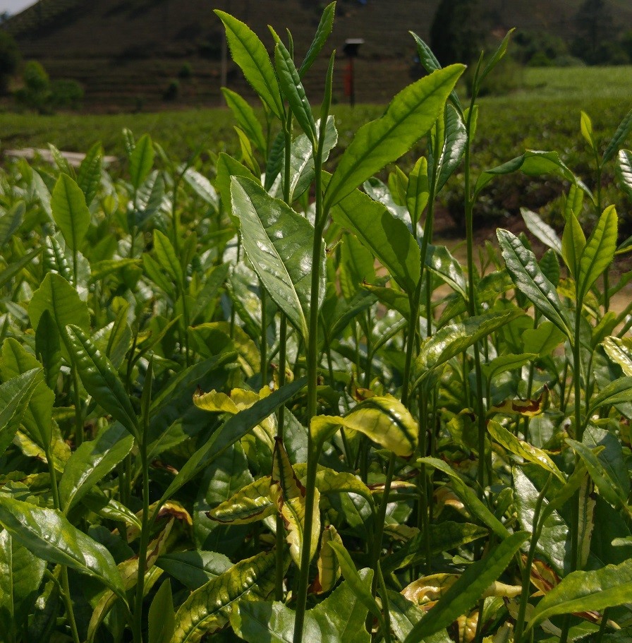 Le foglie da verde pallido diventano verde acceso ad alte temperature